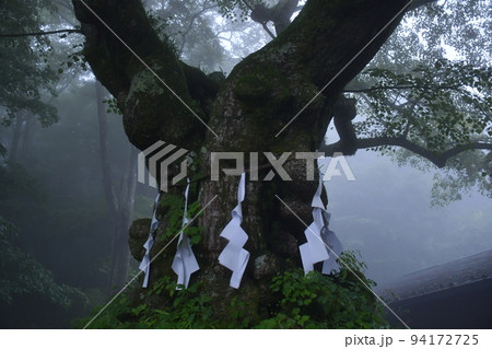 雨上がり霧に包まれ神秘的な熊野皇大神社の御神木 94172725