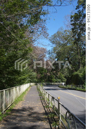 青空の多摩湖と狭山湖との間の道路沿いのナラ枯れの樹木 94173300