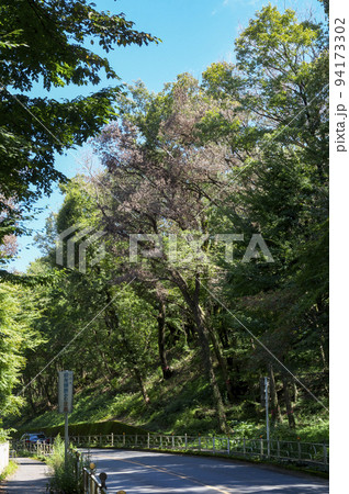 青空の多摩湖と狭山湖との間の道路沿いのナラ枯れの樹木 94173302