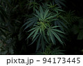 大麻草 94173445