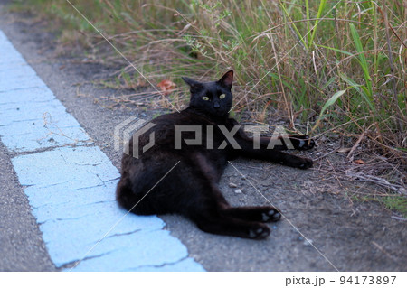 道端で横になる黒猫 94173897