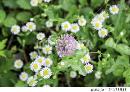 ムラサキツメクサとヒメジョオン 94173913