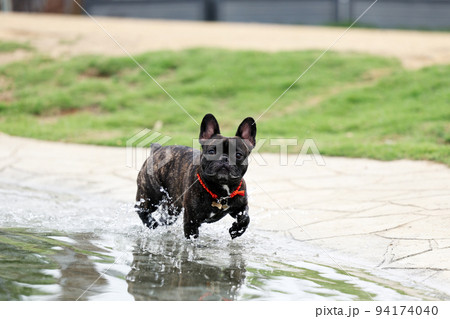 ドッグランのプールで水遊びをするちょっと怖がりなフレンチブルドッグ 94174040