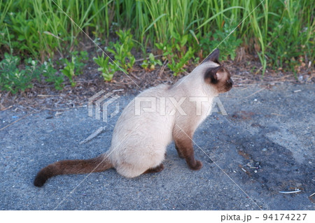 道端でお座りするシャム猫の写真素材 [94174227] - PIXTA