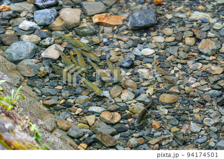 群で泳ぐニジマス 群で泳ぐニジマス 94174501