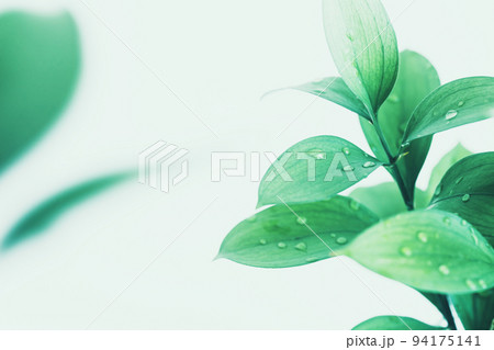 瑞々しい植物の背景素材 94175141