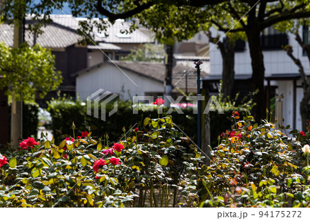 EOSR6.広島福山、赤い花ひろしま。 94175272