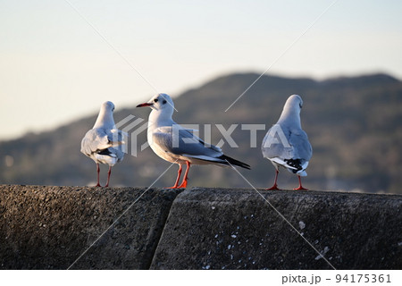 防波堤で休むカモメ 94175361