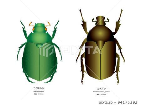 コガネムシとカナブンのイラスト素材 [94175392] - PIXTA