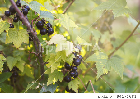 ripe blackcurrant on a branch in the garden. ripe blackcurrant on a branch in the garden. 94175681