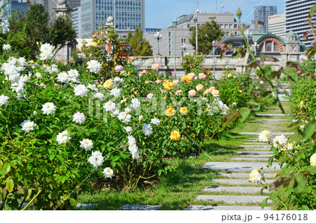 大阪　中之島バラ園の風景 94176018