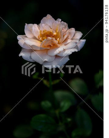 Shape and colors of Ambridge rose that blooming Shape and colors of Ambridge rose that blooming 94176138