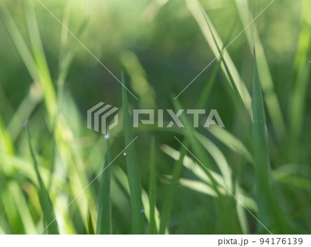 Lights and Green with yellow color on nature defocus abstract blur background Lights and Green with yellow color on nature defocus abstract blur background 94176139