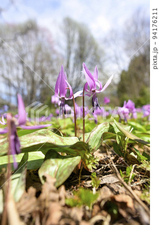 満開のカタクリ 満開のカタクリ 94176211