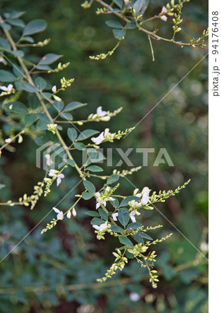 称念寺ーハギ 94176408