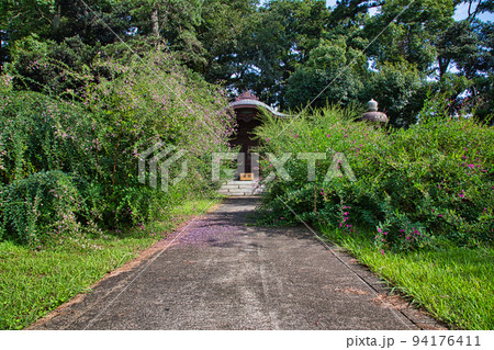 称念寺ーハギ 称念寺ーハギ 94176411