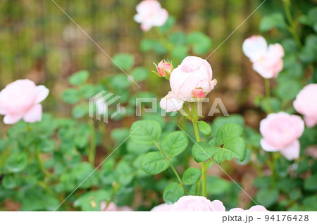 バラの花　クイーンオブスウェーデン 94176428