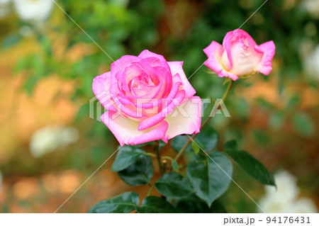 バラの花 プリンセスドゥモナコ バラの花 プリンセスドゥモナコ 94176431