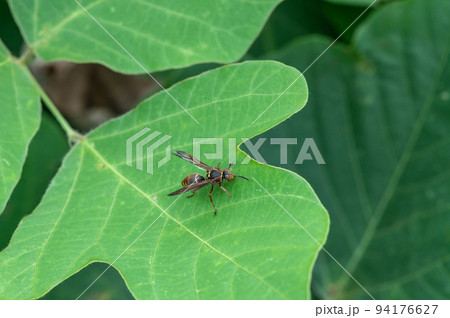 草の上のコアシナガバチ 草の上のコアシナガバチ 94176627