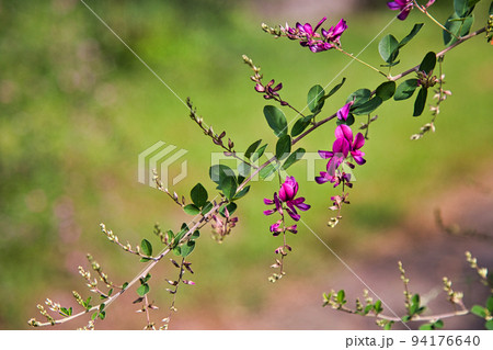 称念寺ーハギ 称念寺ーハギ 94176640