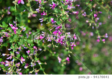 称念寺ーハギ 称念寺ーハギ 94176641