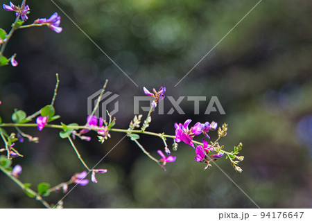 称念寺ーハギ 94176647