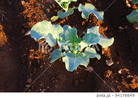 キャベツの苗 94176649