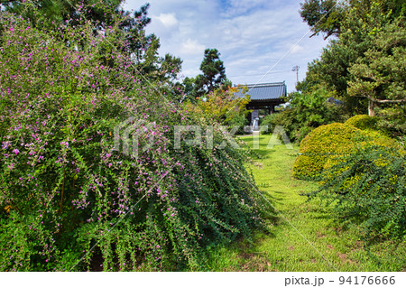 称念寺ーハギ 称念寺ーハギ 94176666