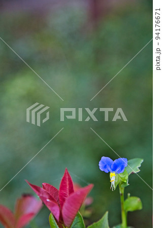 称念寺ーハギ 称念寺ーハギ 94176671