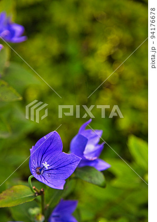 称念寺ーハギ 称念寺ーハギ 94176678