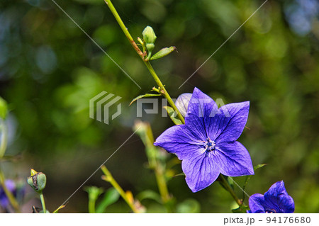 称念寺ーハギ 称念寺ーハギ 94176680