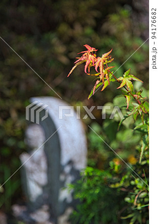 称念寺ーハギ 称念寺ーハギ 94176682