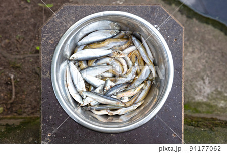 Fish in a metal bowl Fish in a metal bowl 94177062
