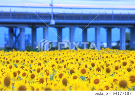 夕刻のひまわり畑を通過していく新幹線 夕刻のひまわり畑を通過していく新幹線 94177187
