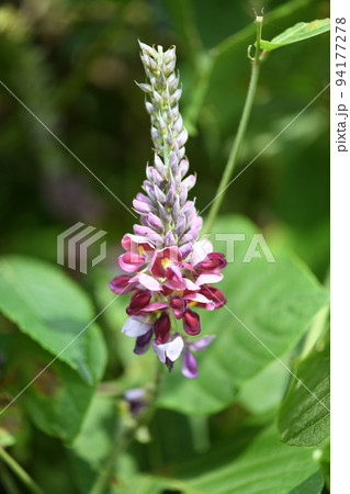 葛（クズ）の花 94177278