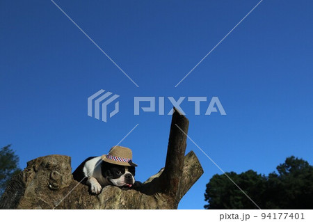 鳩山町の青空と緑が美しい愛郷の里の木の上で麦わら帽子を被って可愛く見つめるボストンテリアのマイティ君 鳩山町の青空と緑が美しい愛郷の里の木の上で麦わら帽子を被って可愛く見つめるボストンテリアのマイティ君 94177401