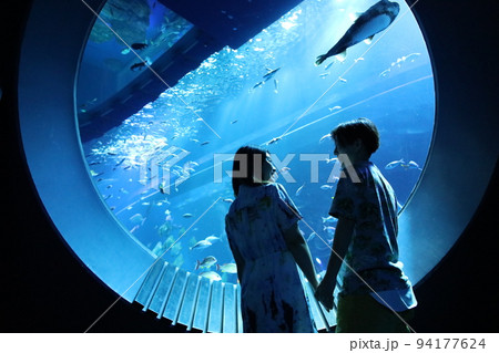 水族館　デート 94177624