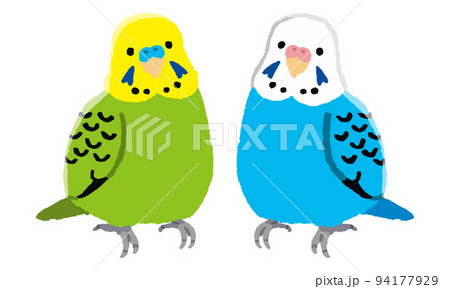 セキセイインコ雄雌2羽（手描きカラー）のイラスト素材 [94177929] - PIXTA