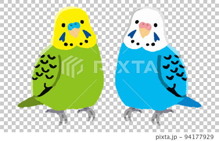 Budgerigar male and female 2 birds (hand-painted color) 94177929