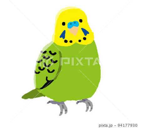 オスのセキセイインコ（手描きカラー） 94177930