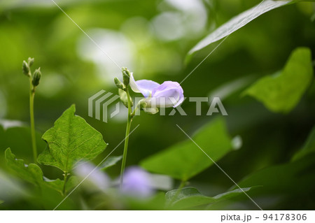 シカクマメ(四角豆)の花 シカクマメ(四角豆)の花 94178306
