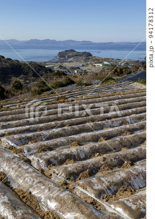 南串山町の棚畑【長崎県雲仙市南串山町】 南串山町の棚畑【長崎県雲仙市南串山町】 94178312