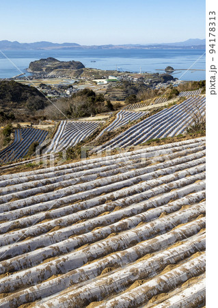 南串山町の棚畑【長崎県雲仙市南串山町】 94178313
