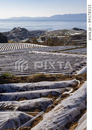 南串山町の棚畑【長崎県雲仙市南串山町】 94178315