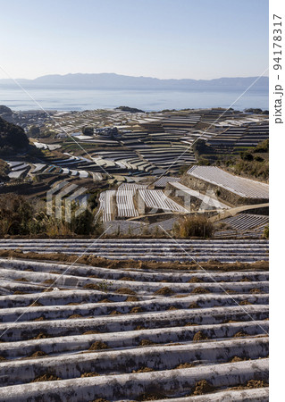 南串山町の棚畑【長崎県雲仙市南串山町】 南串山町の棚畑【長崎県雲仙市南串山町】 94178317