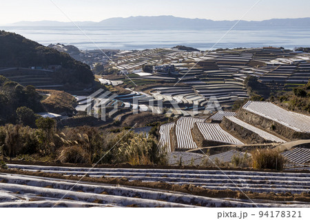 南串山町の棚畑【長崎県雲仙市南串山町】 94178321