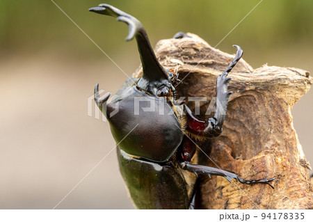 オスのカブトムシのクローズアップ 94178335