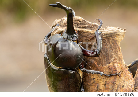 オスのカブトムシのクローズアップ 94178336