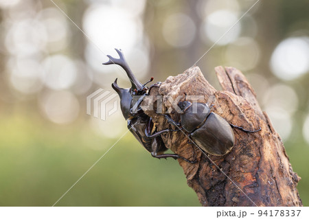 枝に登るカブトムシのペア 94178337