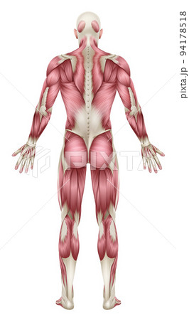 Human Body Back Muscles Anatomy Illustration 94178518